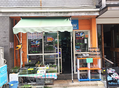 大阪市中央区小さな熱帯魚の店 レインボー