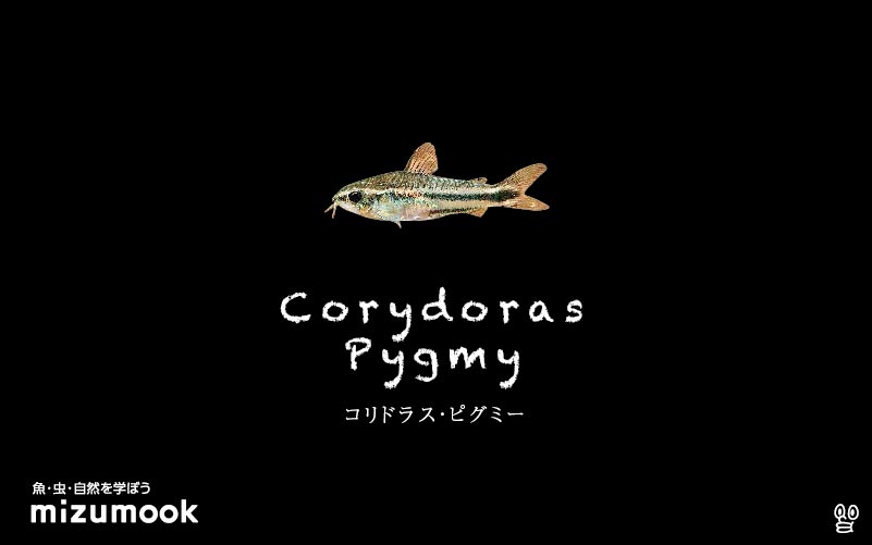 コリドラス ピグミーの飼い方／飼育・混泳・大きさ・繁殖・種類