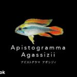 アピストグラマ アガシジィの飼い方／飼育・繁殖・混泳・病気