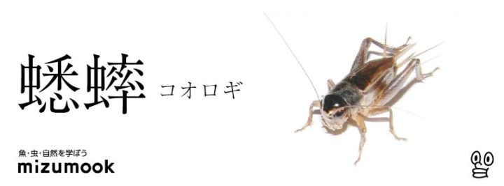 autumn-bug-Cricket