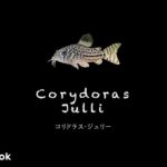 コリドラス ジュリーの飼い方／飼育・混泳・大きさ・繁殖・種類