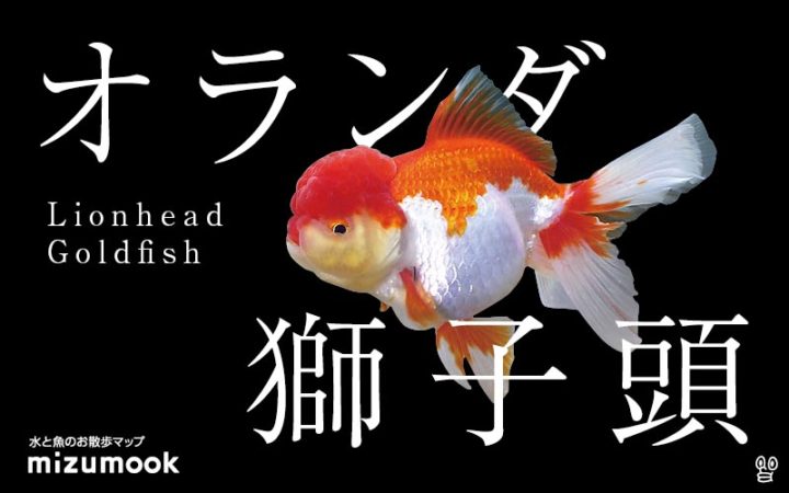 goldfish-orandasisigasira