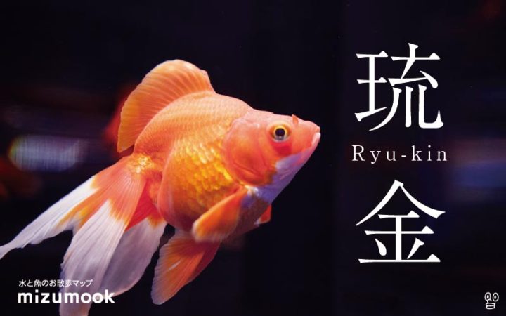 goldfish-ryukin