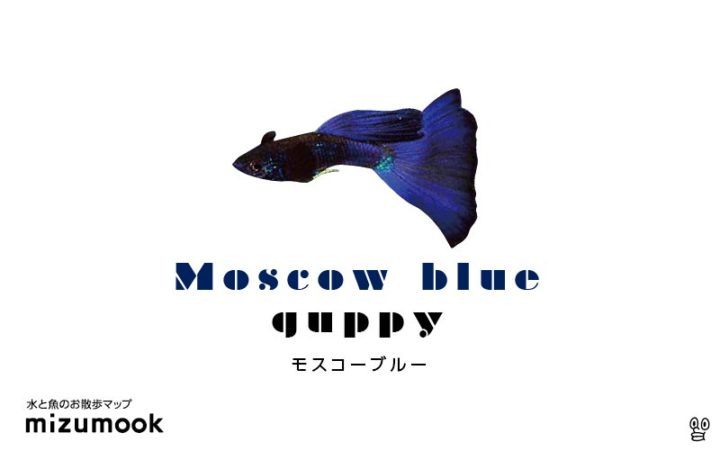 guppy-moscow-blue