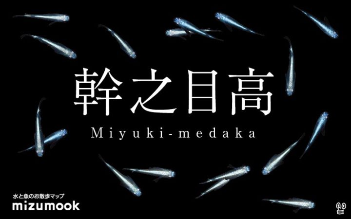 miyuki-medaka