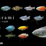 グラミーと名のつく熱帯魚の種類／全18種類