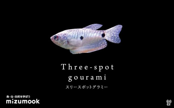anabas_three-spot-gourami