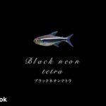 ブラックネオンテトラの飼い方／飼育・混泳・大きさ・繁殖・種類