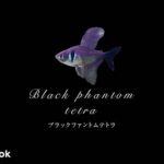 ブラックファントムテトラの飼い方／混泳・大きさ・繁殖・種類