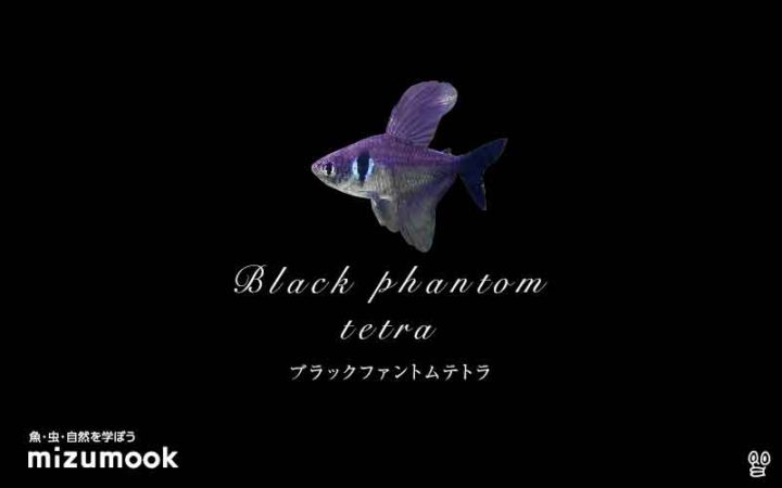 characin_black-phantom-tetra