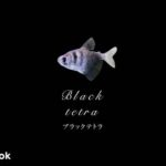 ブラックテトラの飼い方／混泳・大きさ・繁殖・種類