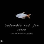 コロンビアレッドフィンテトラの飼い方／混泳・大きさ・繁殖・種類