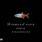 ダイヤモンドネオンテトラの飼い方／飼育・混泳・大きさ・繁殖・種類