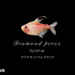 ダイヤモンドペレズテトラの飼い方／混泳・大きさ・繁殖・種類