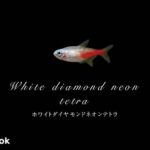 ホワイトダイヤモンドネオンテトラの飼い方／混泳・大きさ・繁殖・種類