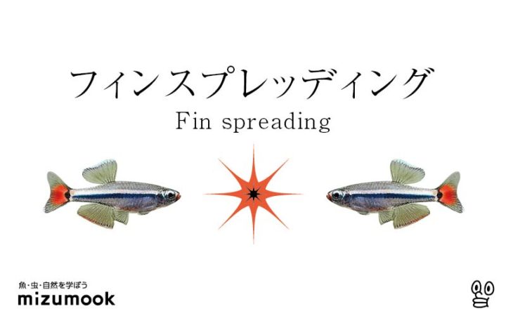 fin-Spreading-flaring