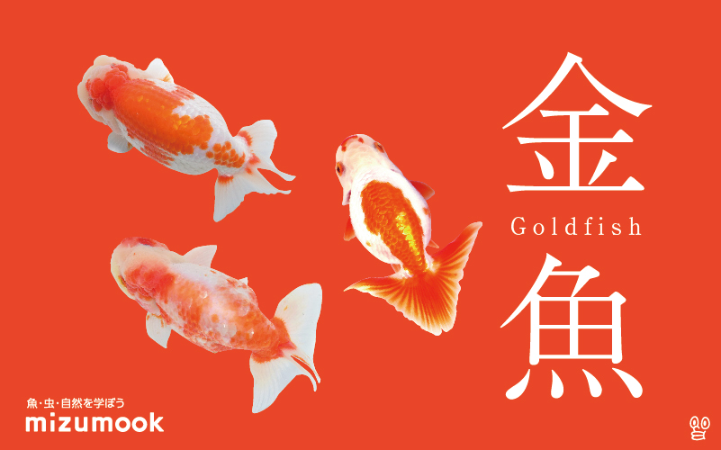 金魚の品種をご紹介／全15品種