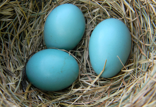 robin-egg