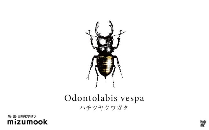 stag-beetle-odontolabis-vespa
