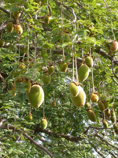 baobab-fruit