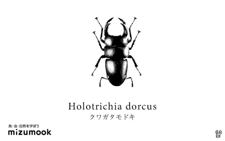 stag-beetle-2-holotrichia-dorcus