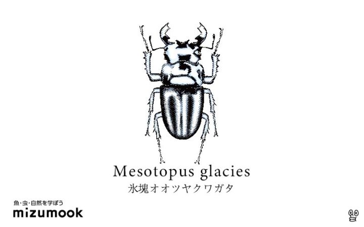 stag-beetle-2-mesotopus-glacies