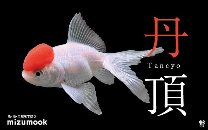 goldfish-tancyo