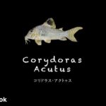 コリドラス アクタスの飼い方／飼育・混泳・大きさ・繁殖・種類