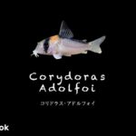 コリドラス アドルフォイの飼い方／飼育・混泳・大きさ・繁殖・種類