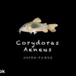 コリドラス アエネウスの飼い方／飼育・混泳・大きさ・繁殖・種類