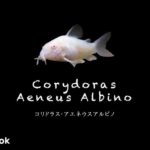コリドラス アエネウス アルビノの飼い方／飼育・混泳・大きさ・繁殖・種類