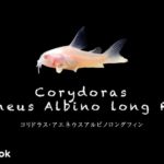 コリドラス アエネウス アルビノ  ロングフィンの飼い方／飼育・混泳・大きさ・繁殖・種類