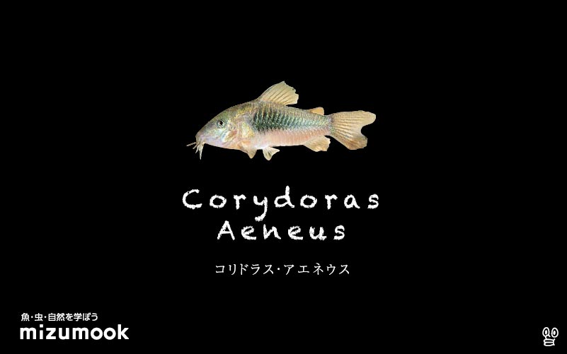 コリドラス アエネウスの飼い方／飼育・混泳・大きさ・繁殖・種類