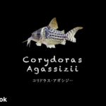 コリドラス アガシジーの飼い方／飼育・混泳・大きさ・繁殖・種類