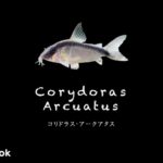コリドラス アークアタスの飼い方／飼育・混泳・大きさ・繁殖・種類