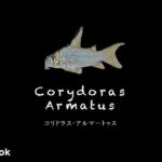 コリドラス アルマータスの飼い方／飼育・混泳・大きさ・繁殖・種類