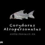 コリドラス アトロペルソナータスの飼い方／飼育・混泳・大きさ・繁殖・種類
