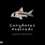 コリドラス アクセルロディの飼い方／飼育・混泳・大きさ・繁殖・種類