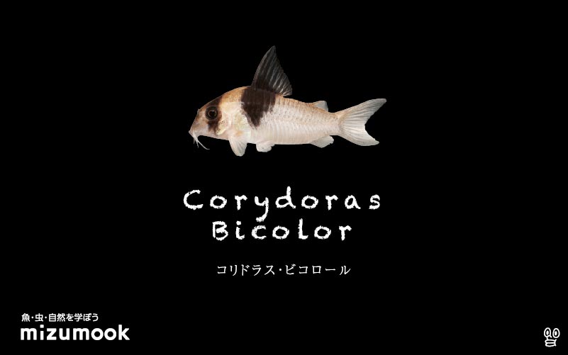 コリドラス ビコロールの飼い方／飼育・混泳・大きさ・繁殖・種類