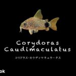 コリドラス カウディマキュラータスの飼い方／飼育・混泳・大きさ・繁殖・種類