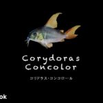 コリドラス コンコロールの飼い方／飼育・混泳・大きさ・繁殖・種類