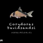 コリドラス デビッドサンジーの飼い方／飼育・混泳・大きさ・繁殖・種類