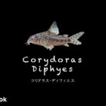 コリドラス ディフィエスの飼い方／飼育・混泳・大きさ・繁殖・種類