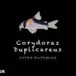 コリドラス デュプリカレウスの飼い方／飼育・混泳・大きさ・繁殖・種類