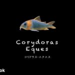 コリドラス エクエスの飼い方／飼育・混泳・大きさ・繁殖・種類