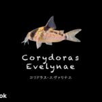 コリドラス エヴァリナエの飼い方／飼育・混泳・大きさ・繁殖・種類