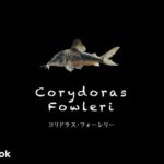 コリドラス フォーレリーの飼い方／飼育・混泳・大きさ・繁殖・種類