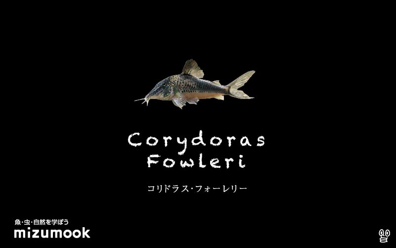 コリドラス フォーレリーの飼い方／飼育・混泳・大きさ・繁殖・種類