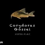 コリドラス ゴッセイの飼い方／飼育・混泳・大きさ・繁殖・種類