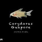 コリドラス グァポレの飼い方／飼育・混泳・大きさ・繁殖・種類